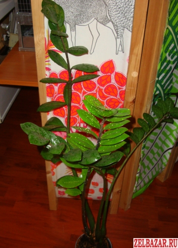 Продам растение:  замиокулькас.