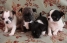 Чихуа-хуа,  4 щеночка,  тигровый,  трёхцветный,  белый с черным,  РКФ.