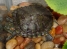 Продам красноухих черепах