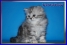 Шотландские и британские котята мраморных окрасов  из питомника Daryacats