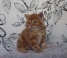 Шотландские котята-красный мрамор