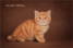 Шотландский котик - красный мрамор