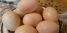 Яйцо утиное домашнее (и куриное яйцо)